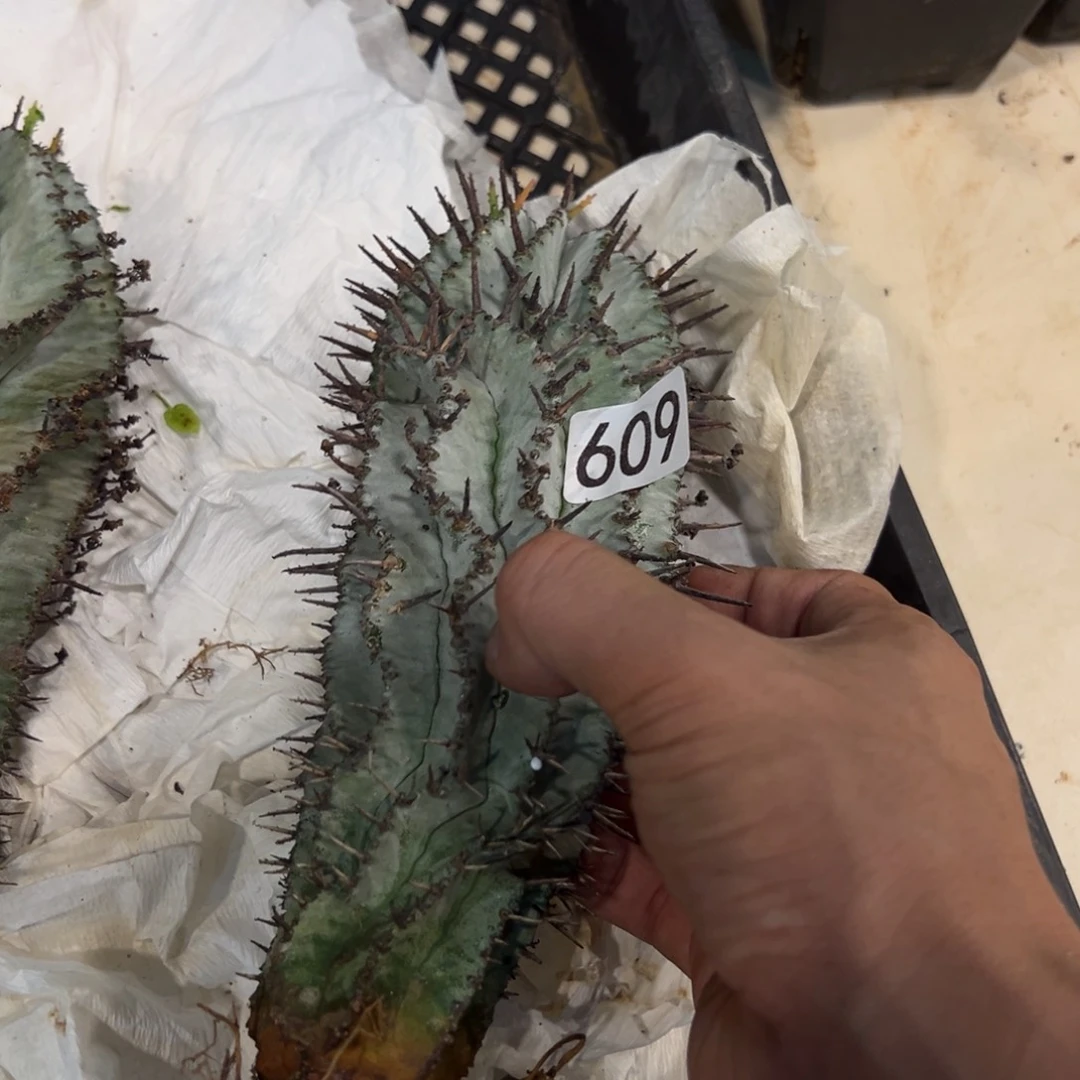 小***叔609魁伟玉脱土发货