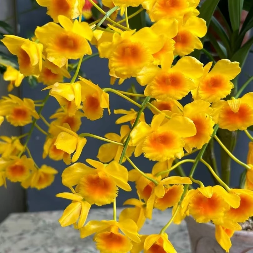 小鼓槌（爆花型，花香，花好看）