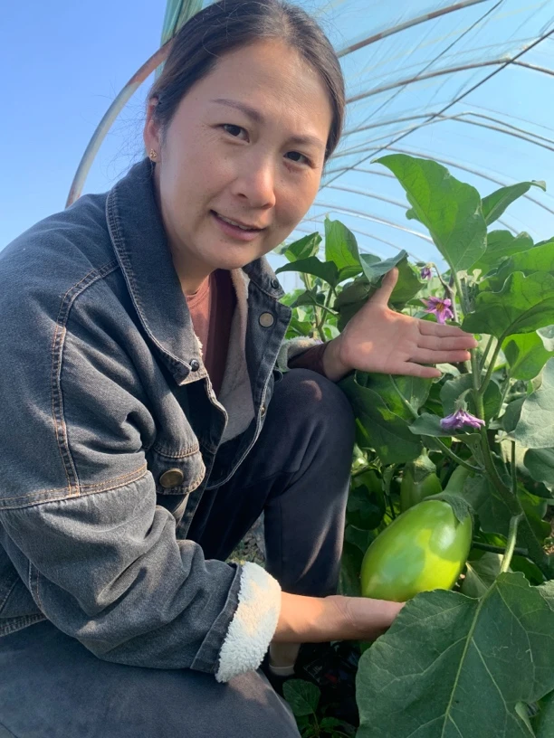 顺丰河南新鲜农家种植青茄子清甜可口时令蔬菜