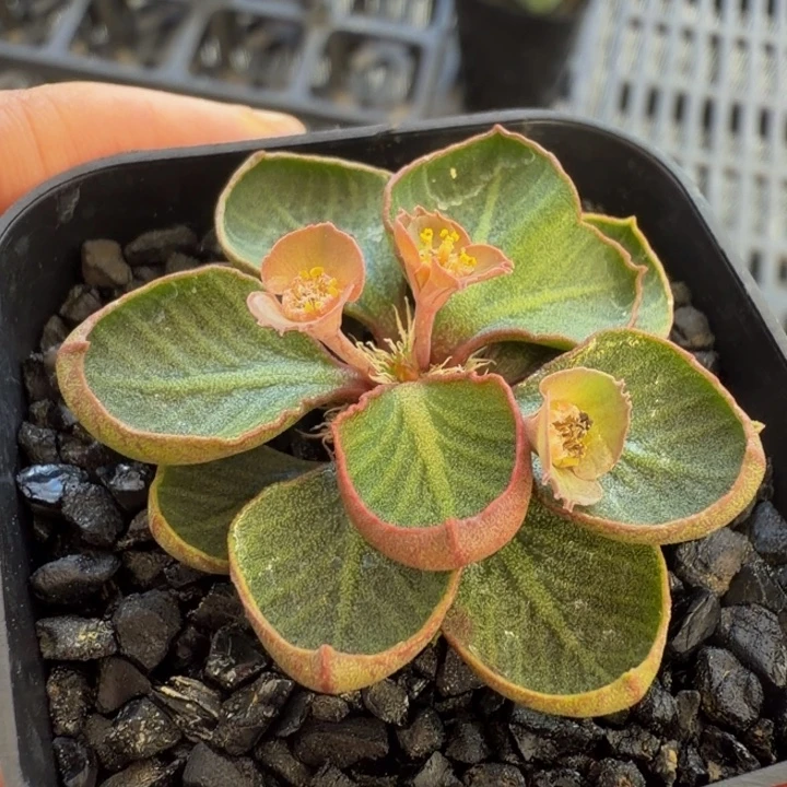 酒杯叶粉边翡翠纹路