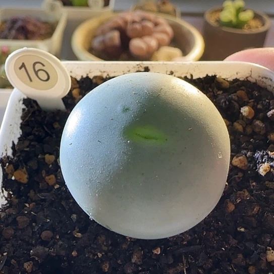 16号白花大G优选母本