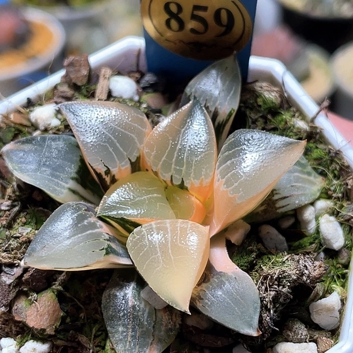 859完美花影錦一物一拍