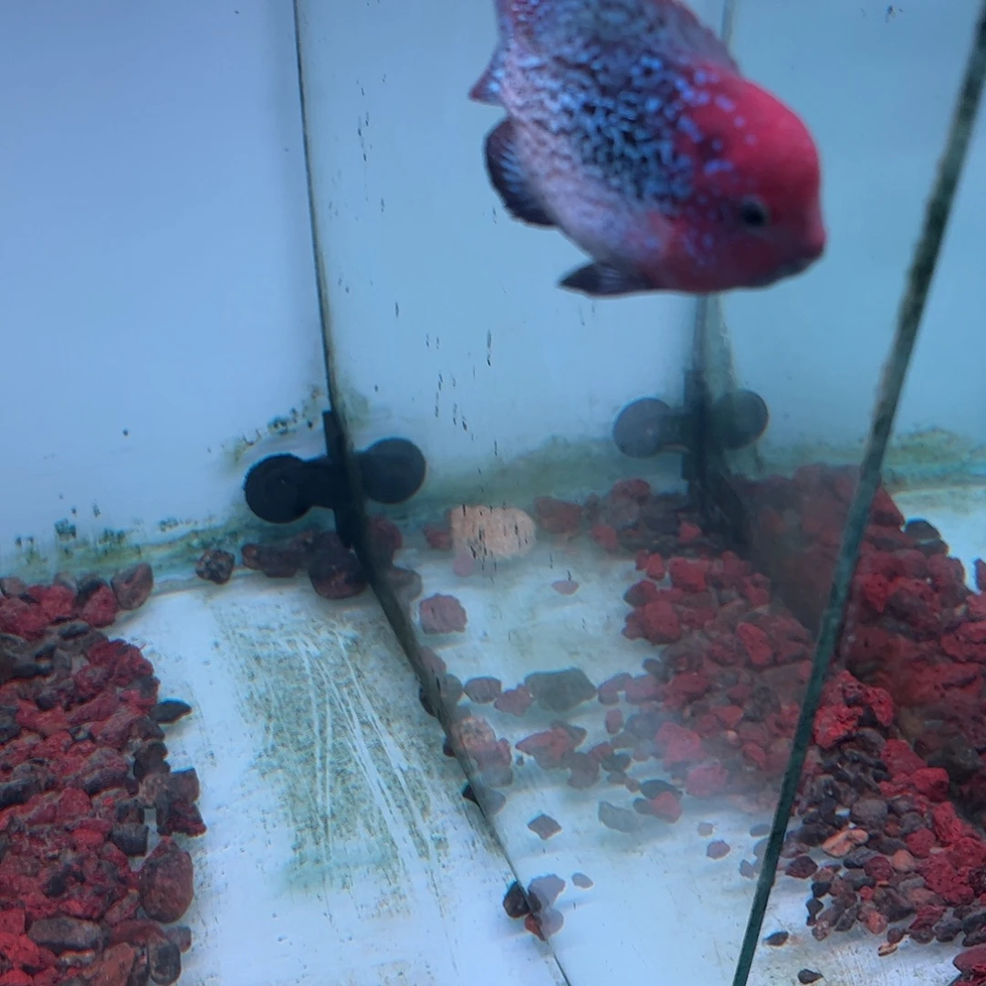 罗汉鱼重血古典罗汉鱼