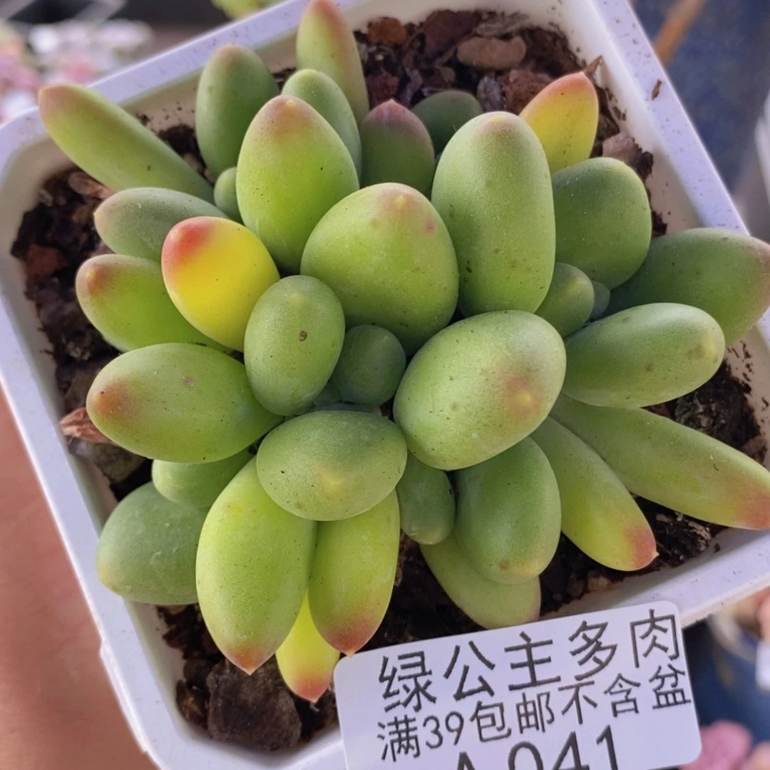 芒果kk奶8cm041多肉酱