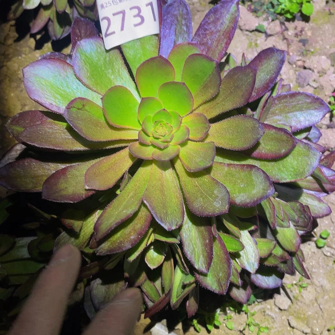 2731花无缺多肉植物