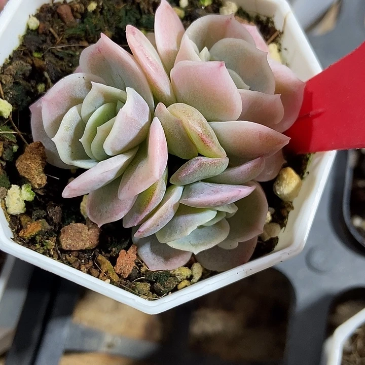 多肉植物蓝色惊喜锦810多肉