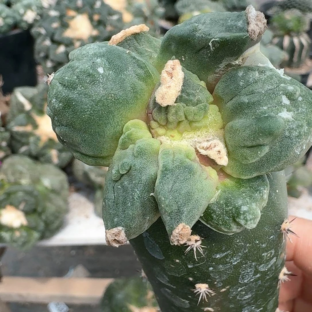 【闪购商品】无花朵蝴蝶尤栗源怒涛