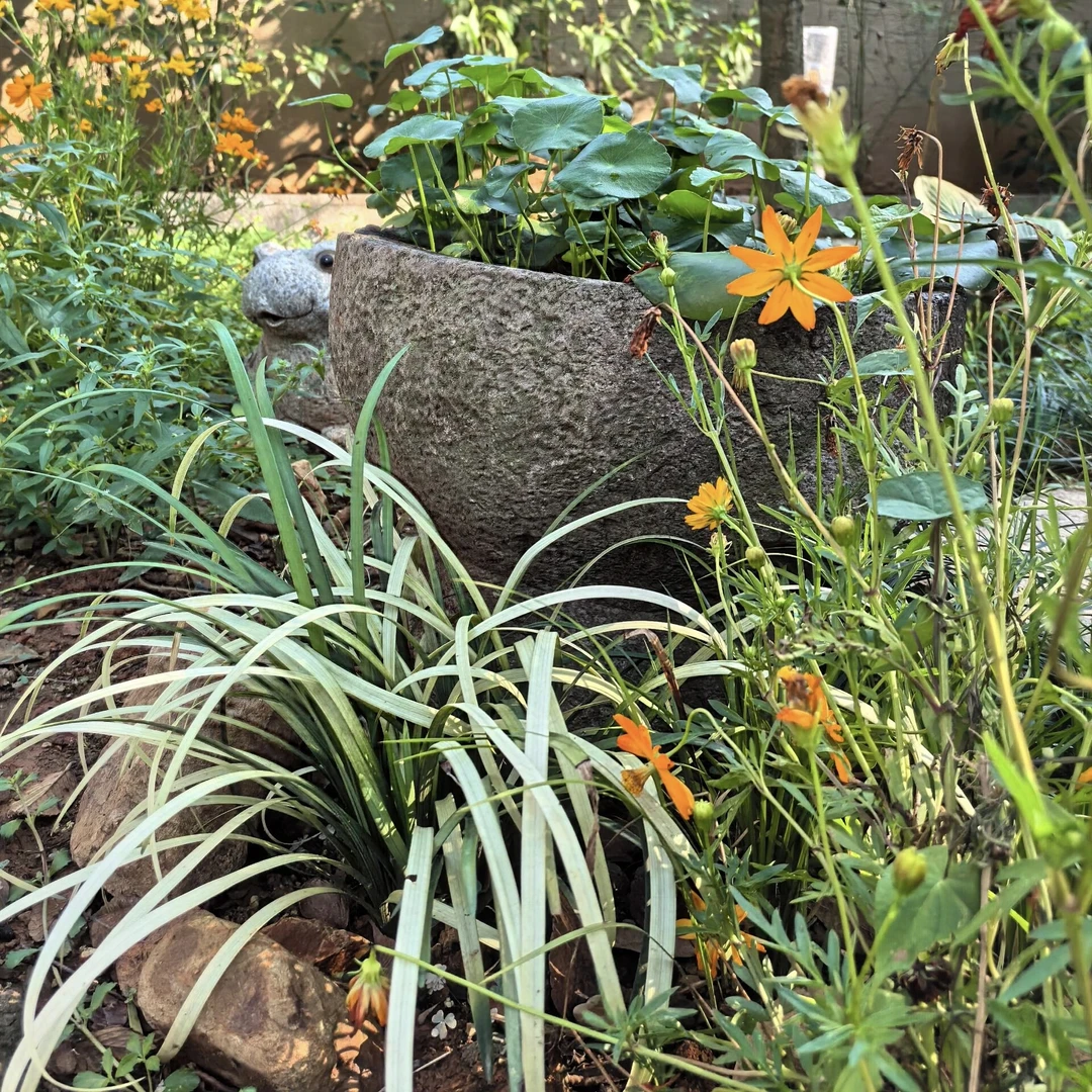 英国山麦冬盆栽纯金啤酒庭院户外耐寒耐热四季常绿多年生花境植物