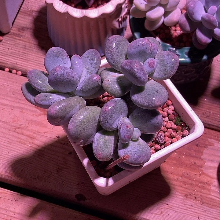T***e黄金鸡蛋大叶奶酪锦多肉植物