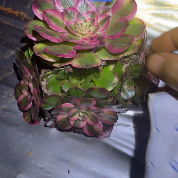 608，荔枝小小手捧法师