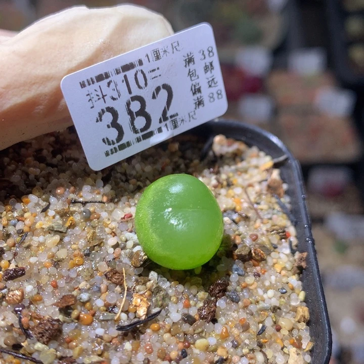 精品生石花310.382捡漏拉登