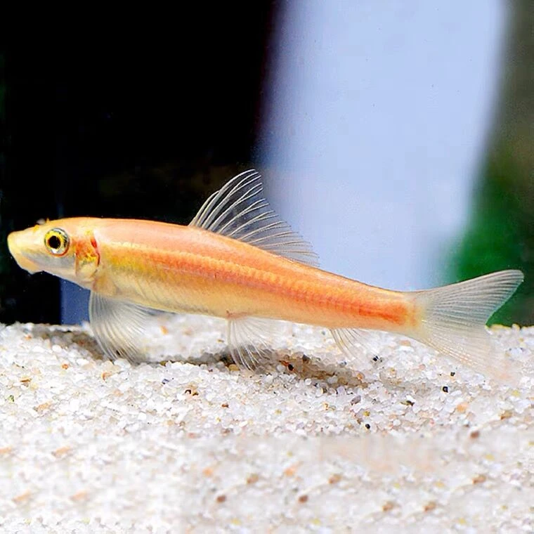 金苔鼠鱼除藻清缸工具青苔鼠鱼除藻鱼吃青苔鱼缸清洁活体