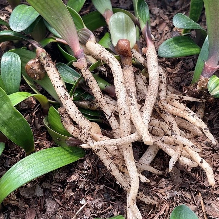 无花朵君子以自强不息著称而