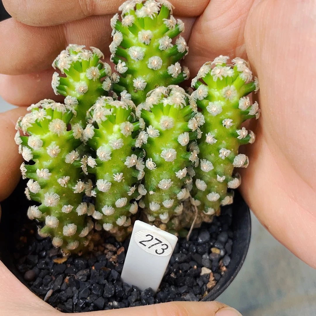 非偏远地区满25包邮仙人球裸根