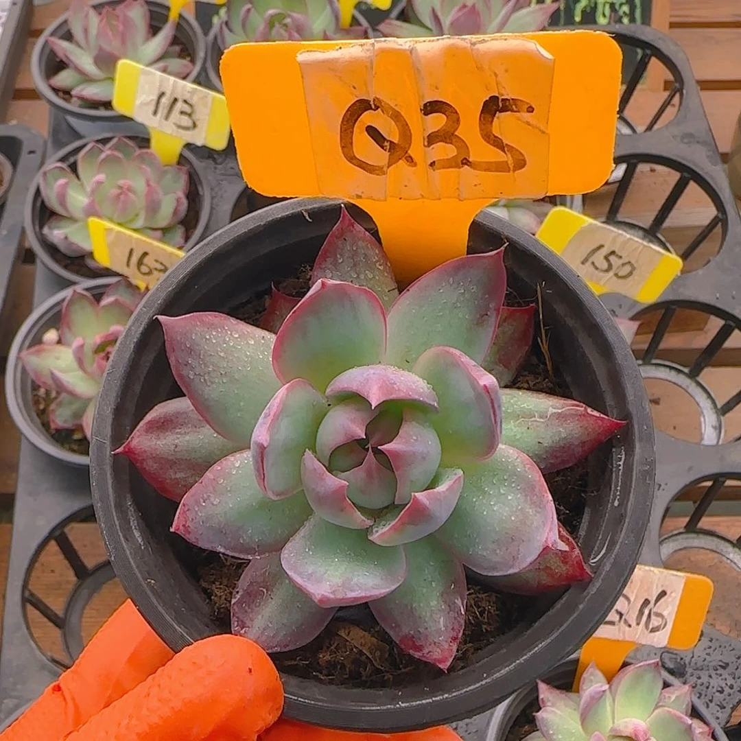 大**愚Q35 惊鸿单头多肉