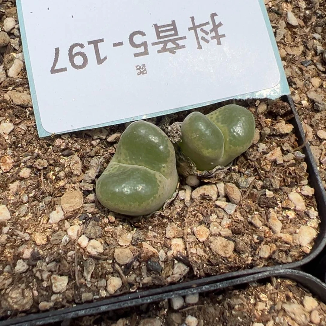 5-197肉锥多肉植物，