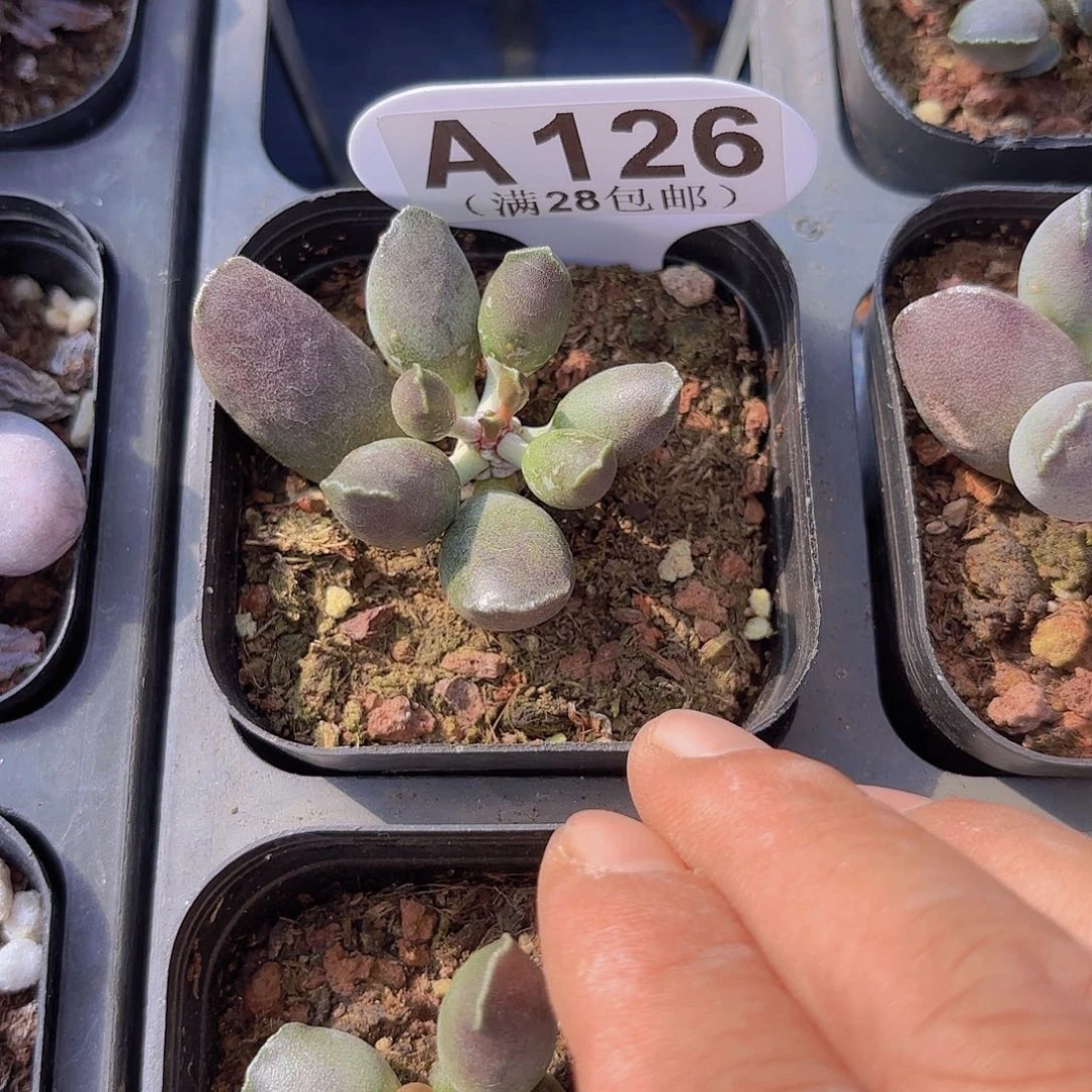 A126艺技海豹一物一拍