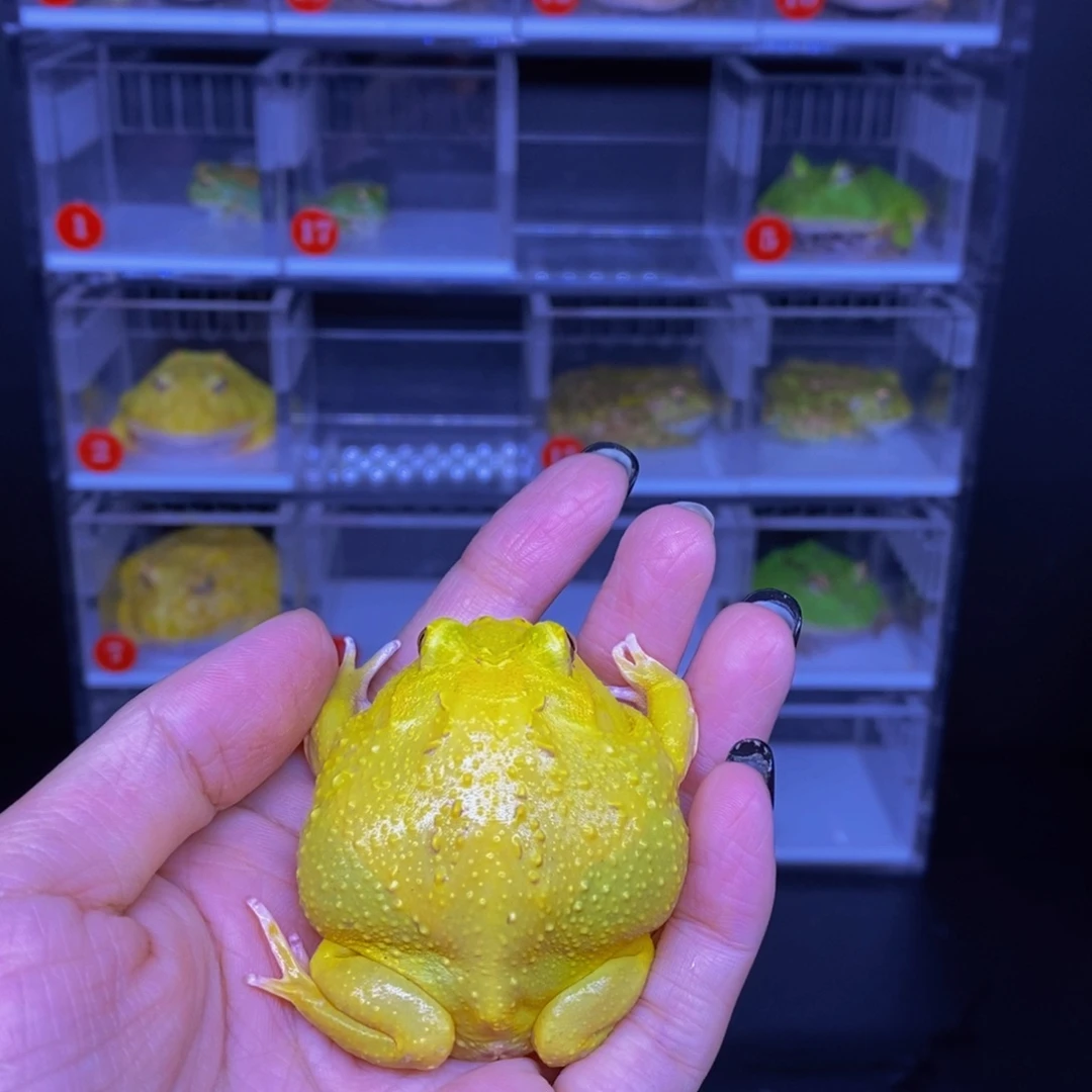 角蛙蛋黄角蛙一只。