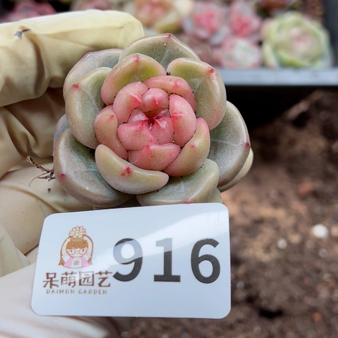 糖***喵多肉植物多肉植物