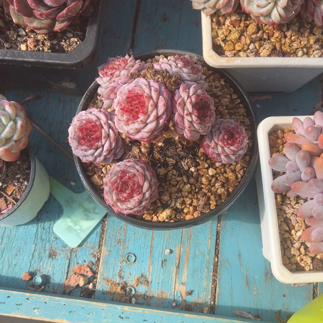精品多肉植物老桩