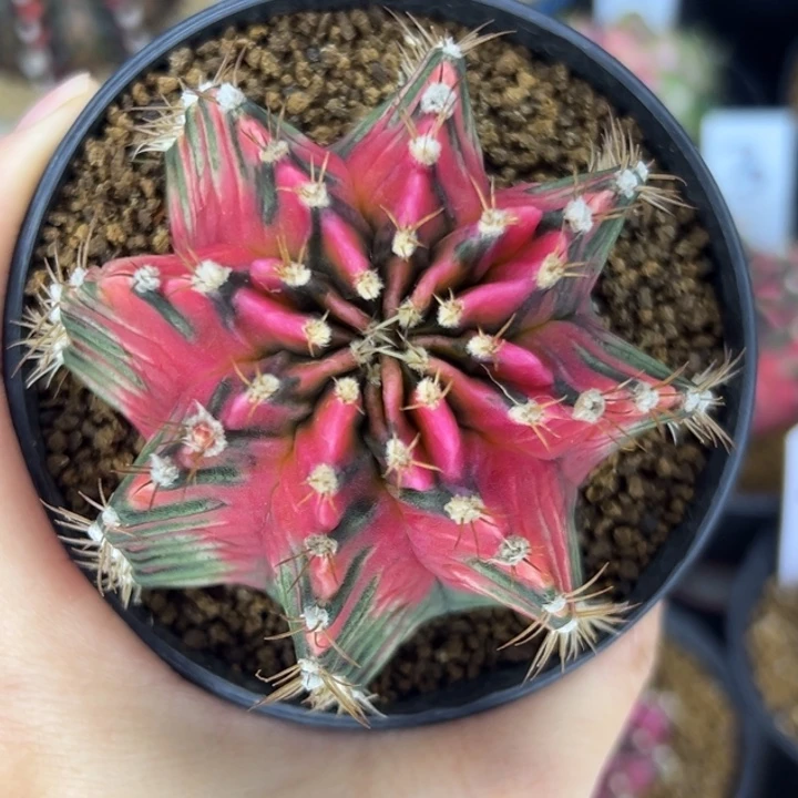 泰国米哈仙人球23