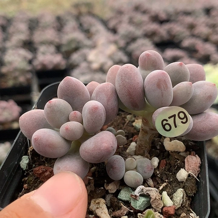桃花奶酪多肉植物