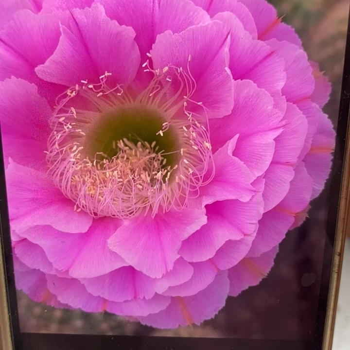彩草2482号侧芽3.5公分左右