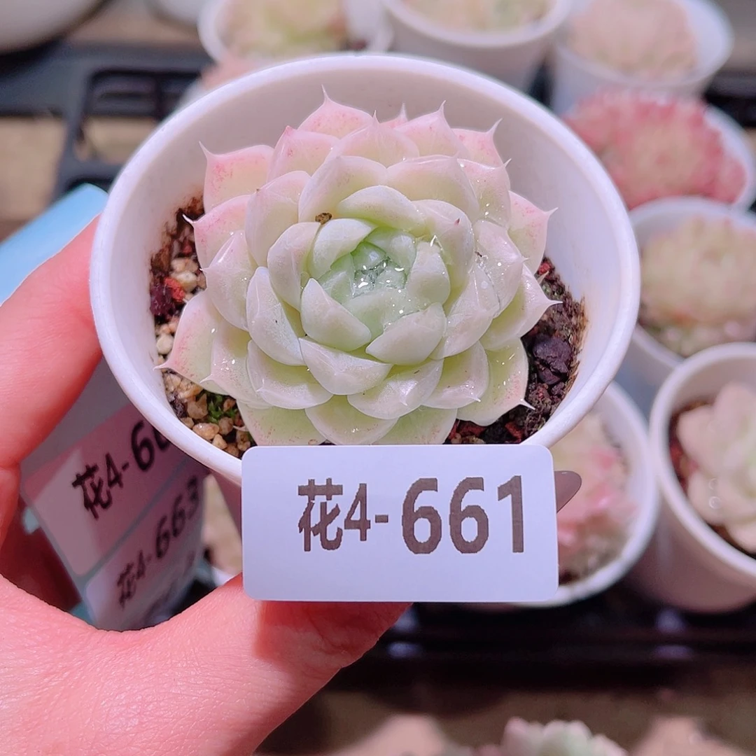 花利美4-661麦秆
