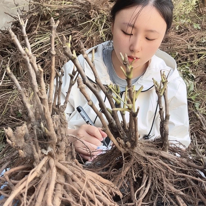 无花朵一物一拍50米3棵