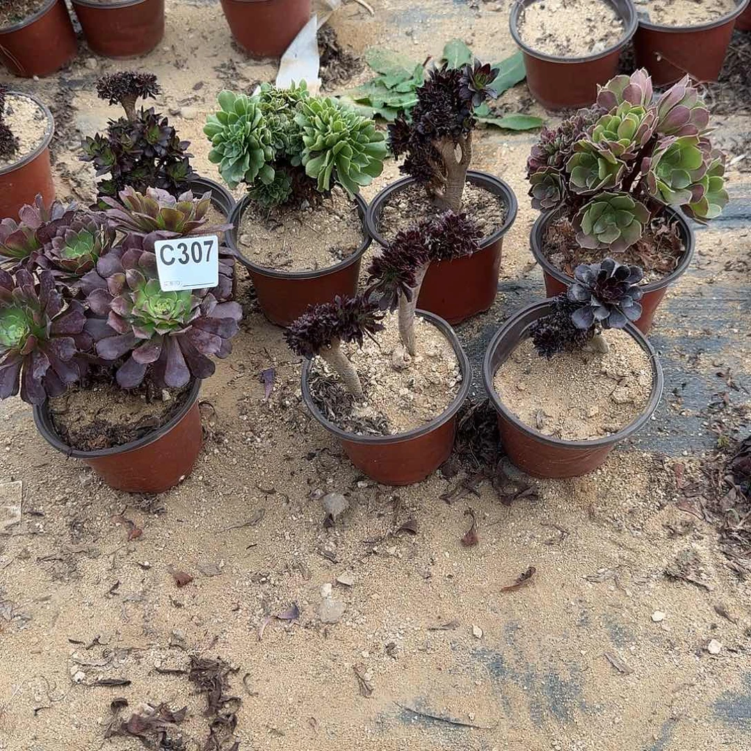 307黑法师铜壶绿缀玫瑰微瑕共8颗