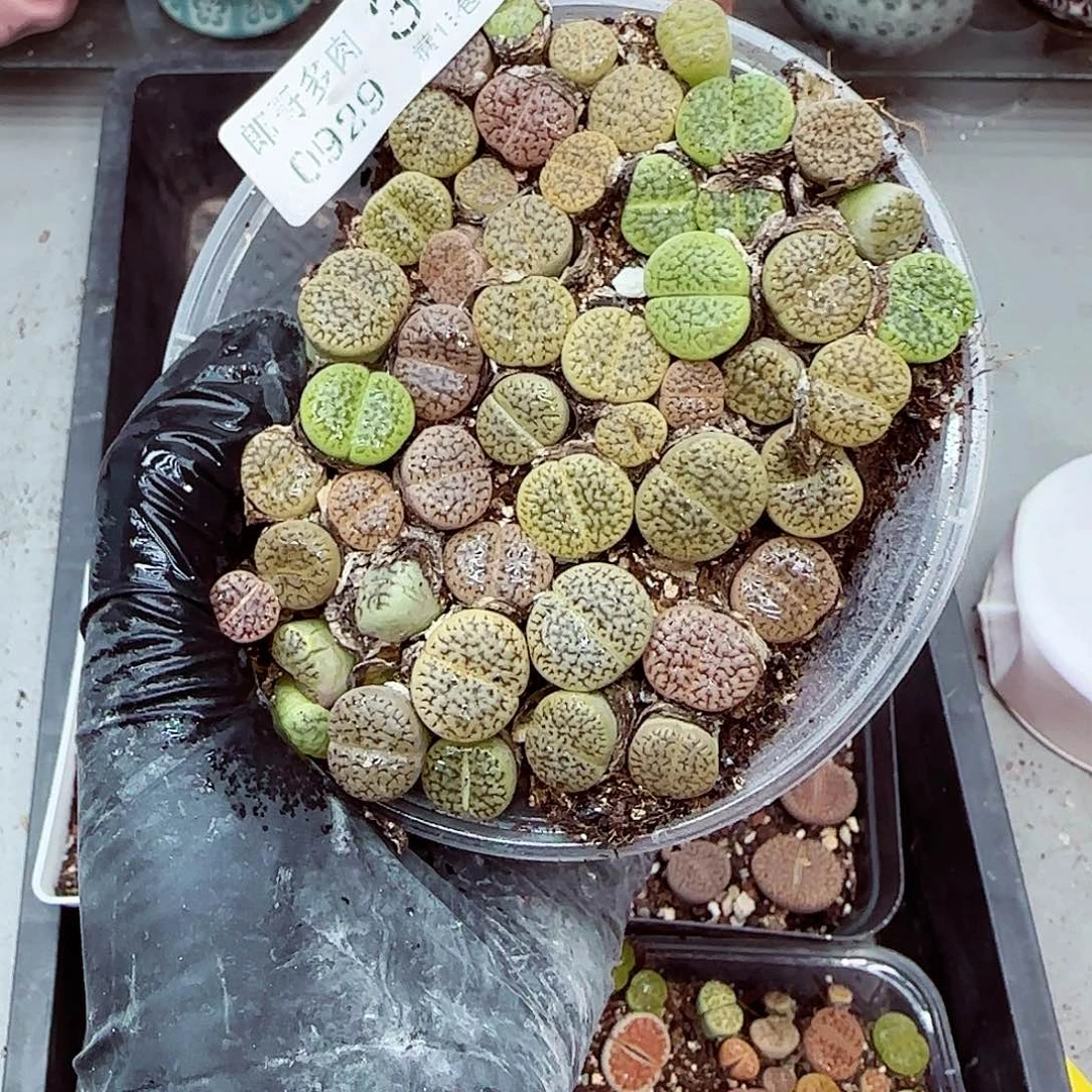 生石花满18包邮0929-34