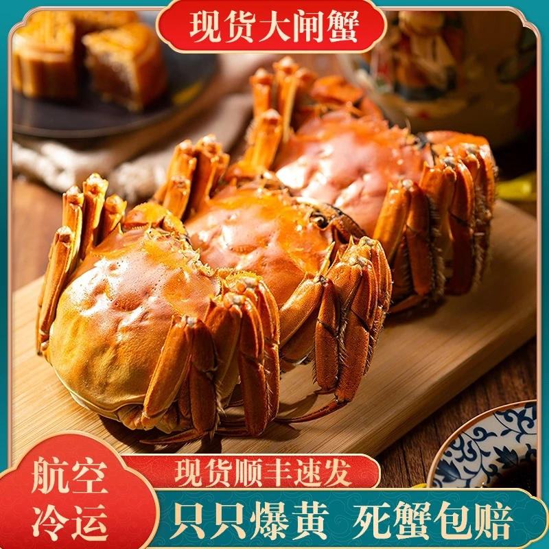 【活蟹】江苏大闸蟹 精挑全母蟹10只2.3-2.0两 10只冷链包邮