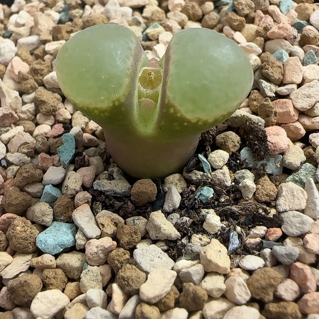 多肉植物元旦大漏112号