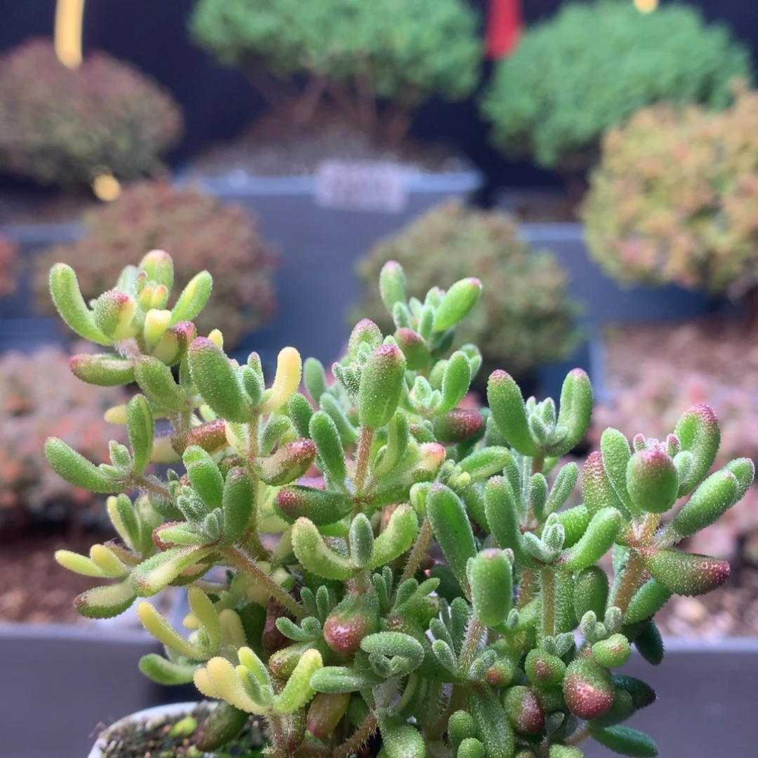 c268红宝石锦枝干番杏