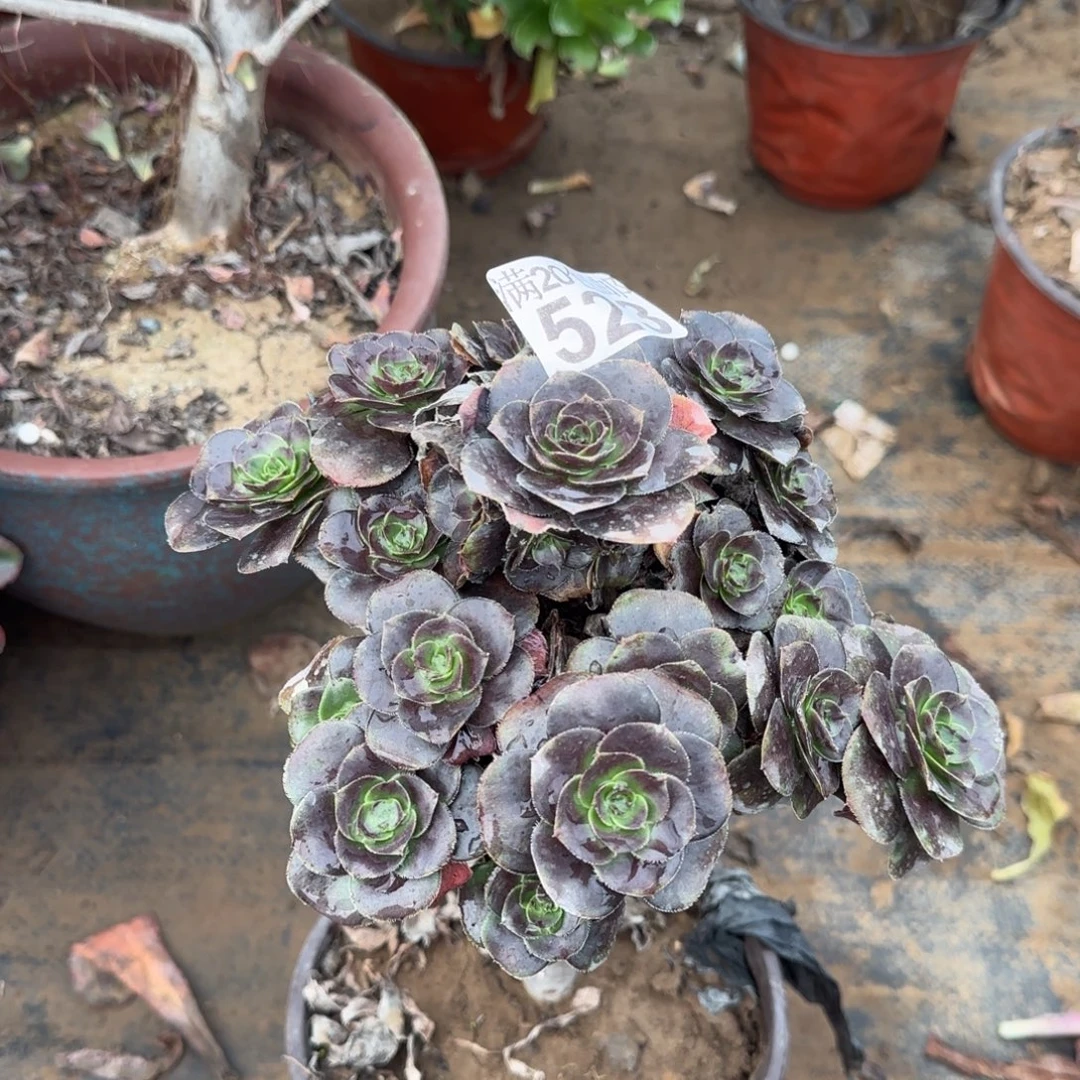 炫彩圆叶523满20包邮断枝不包