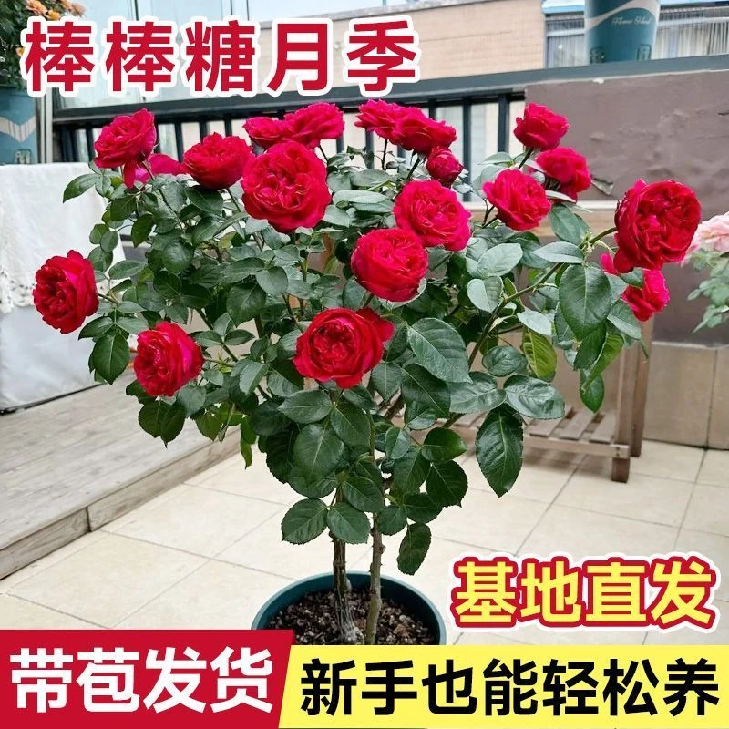 阳台月季红色花棒棒糖盆栽月季微月盆栽四季开花红色浓香易养活