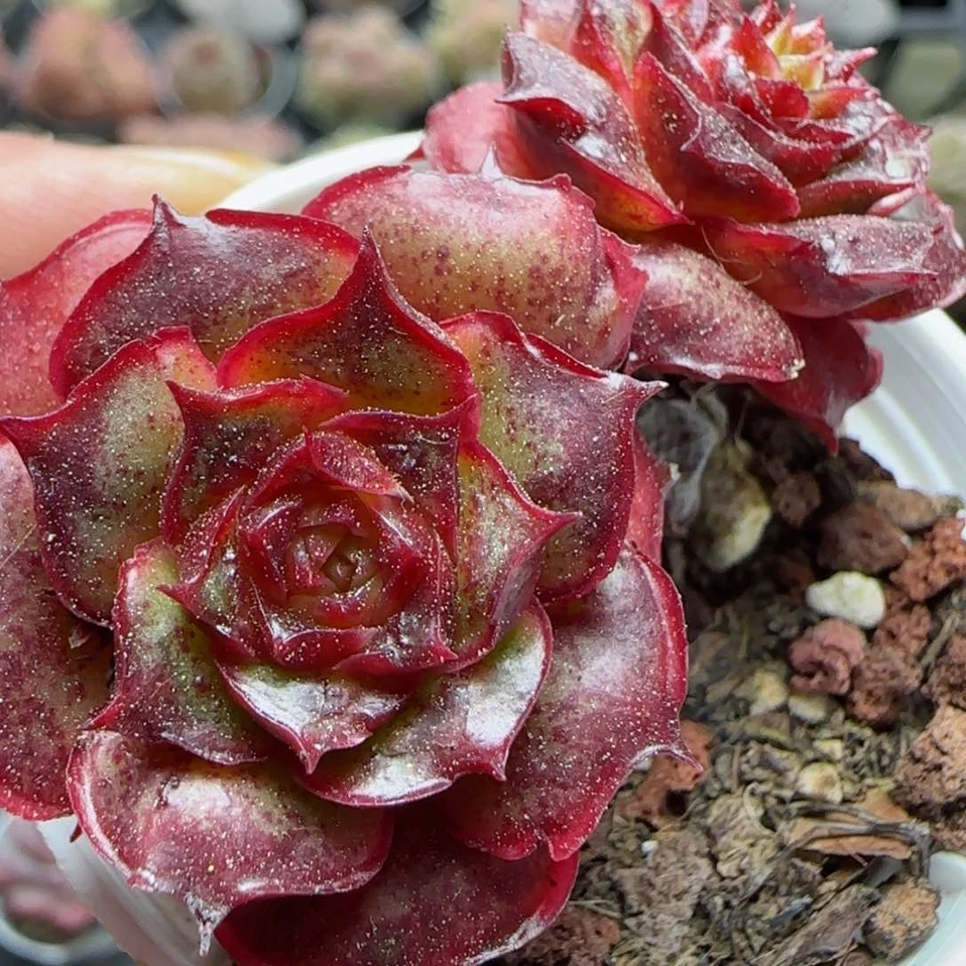 花语逸境0221-608