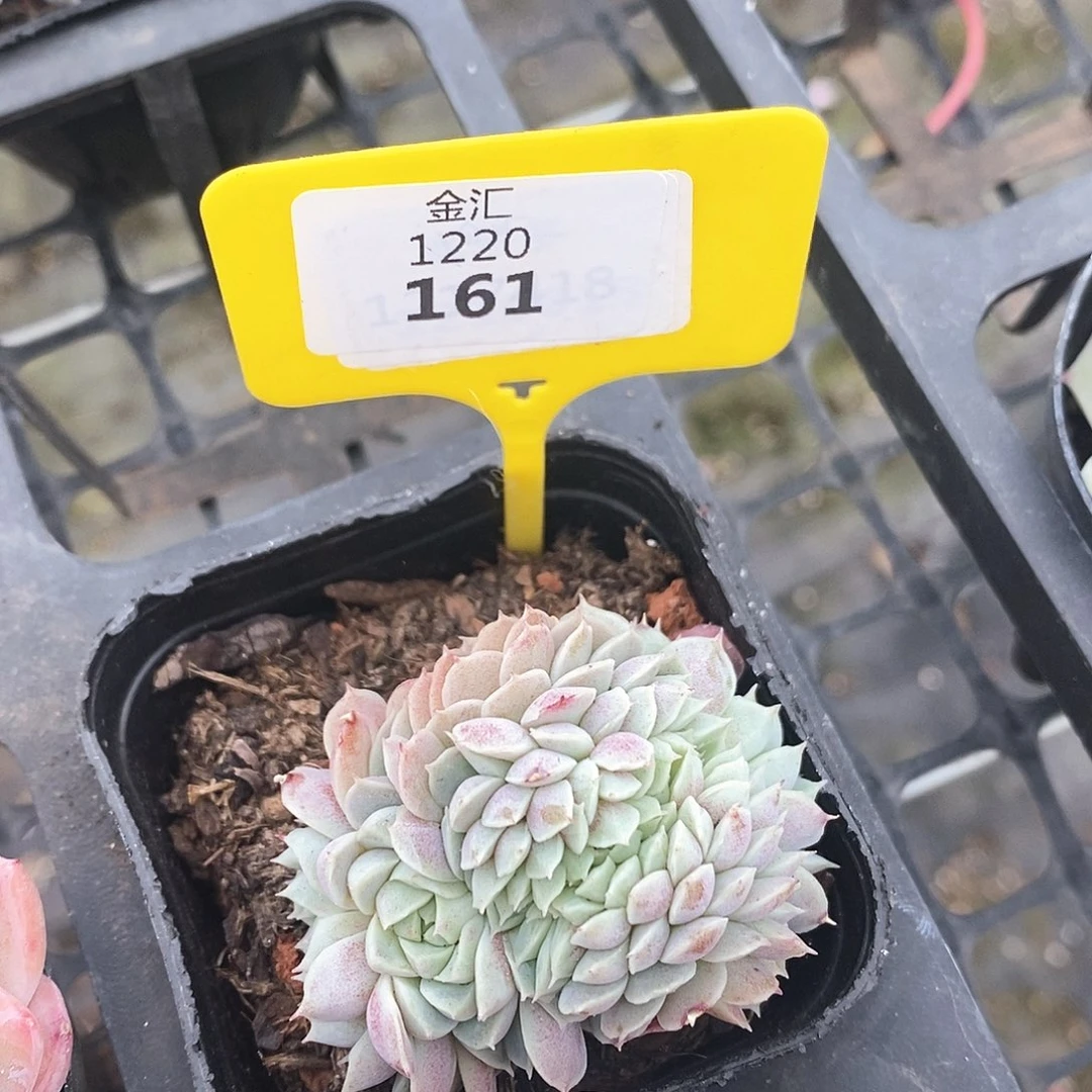 福利多多。1220161