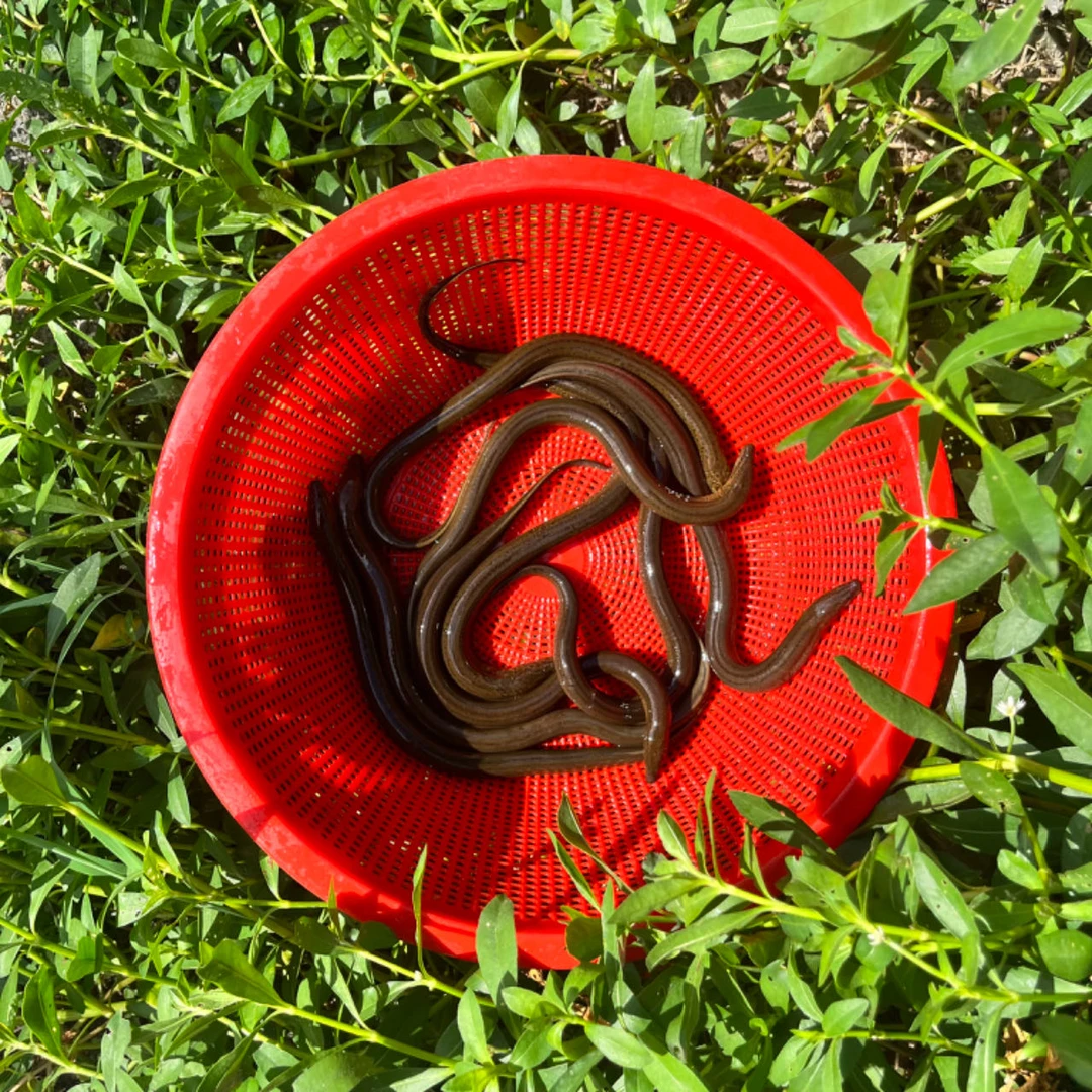 【2钱-7钱】黄鳝鳝丝鳝苗鲜活体鳝鱼户外河沟捕捞顺丰食用水产