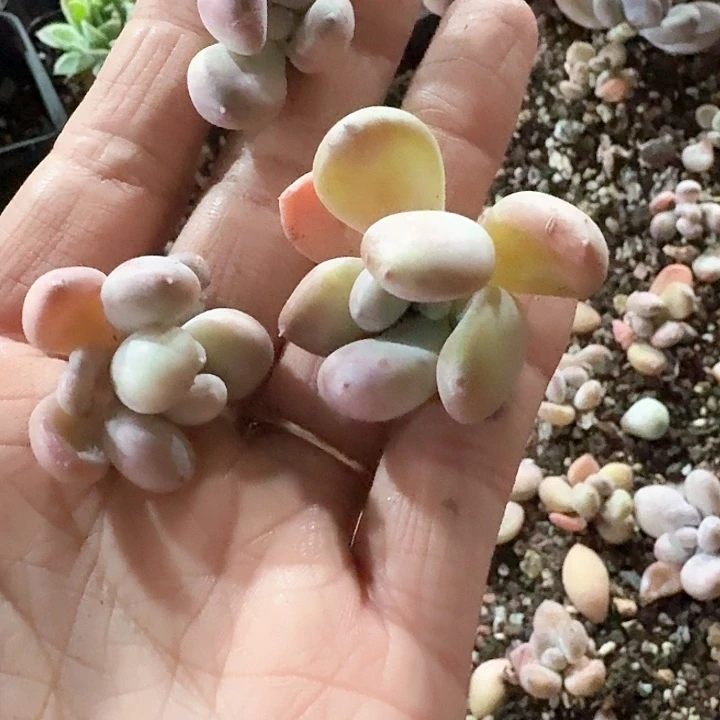 碳***星hhggvjjuh179