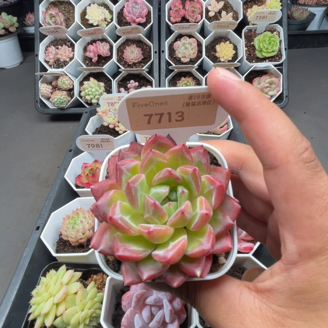 7713新品推荐5.0厘米