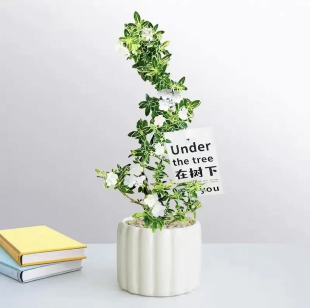 【造型金边六月雪】奶油风盆栽带陶瓷花盆办公展示高度发货禅意盆景