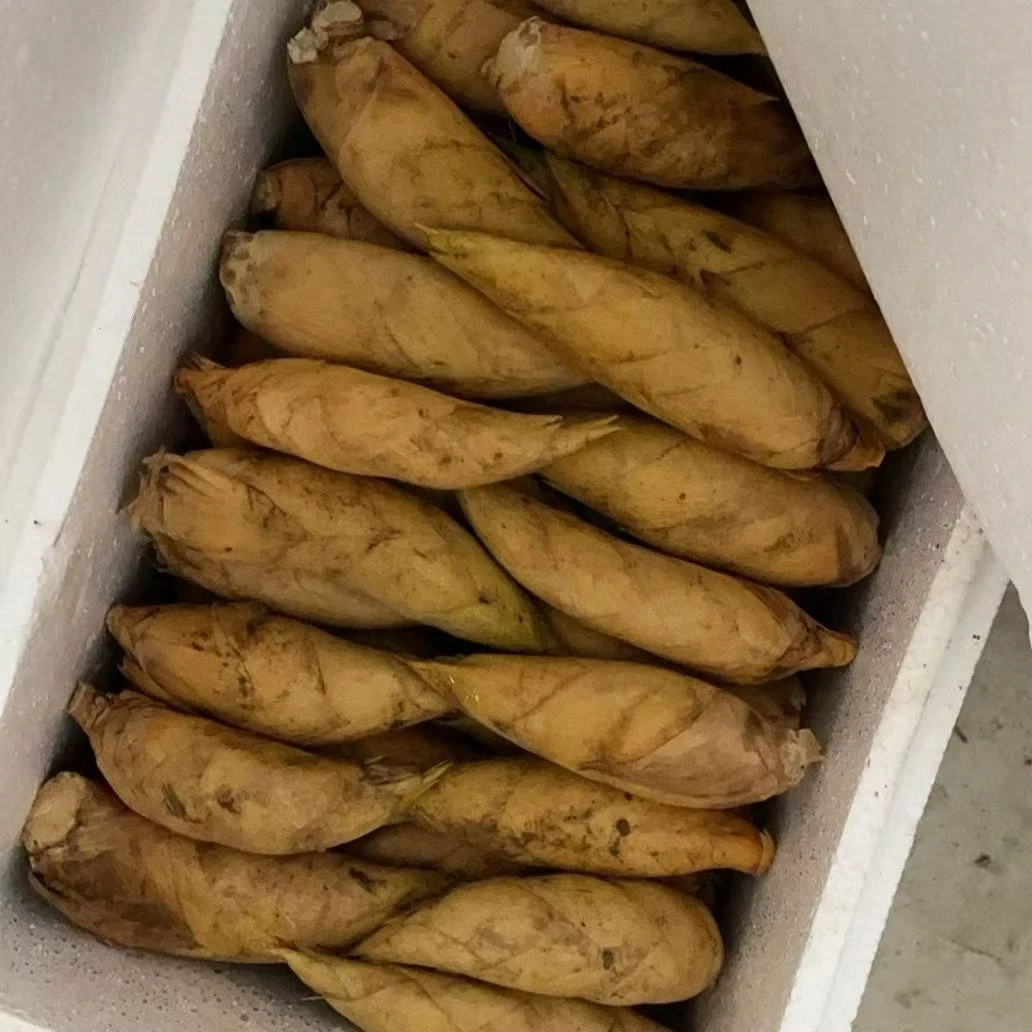 2025年新鲜冬笋 浙江丽水高山冬笋 脆嫩饱满 现挖现发 顺丰包邮