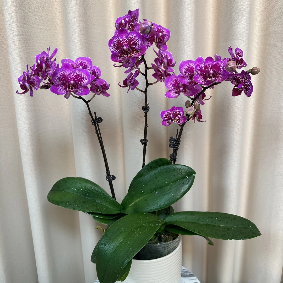 【小孔雀】蝴蝶兰盆栽室内花卉观花四季开花