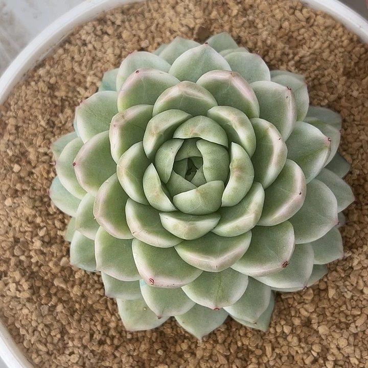 大麦秆锦多肉植物