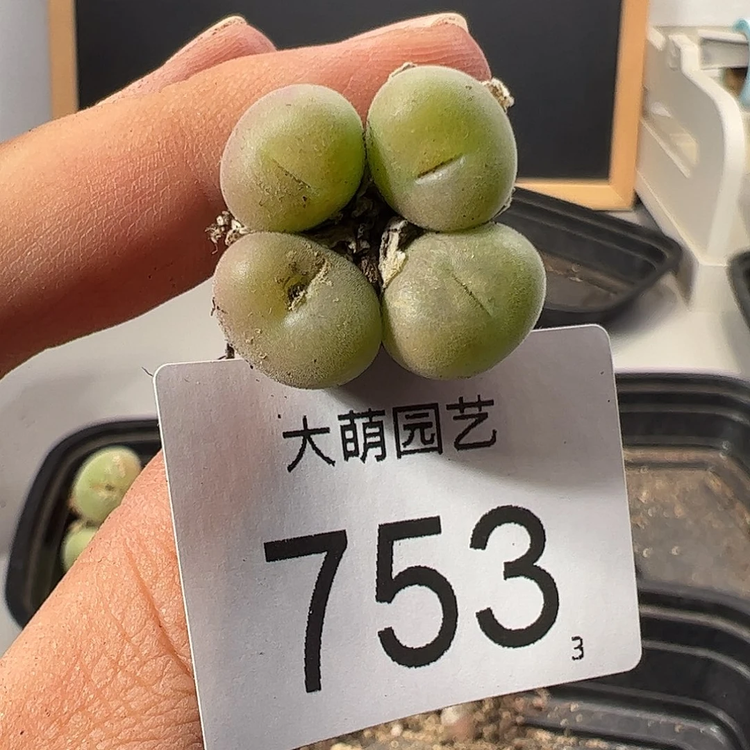 0000753 一物一拍……