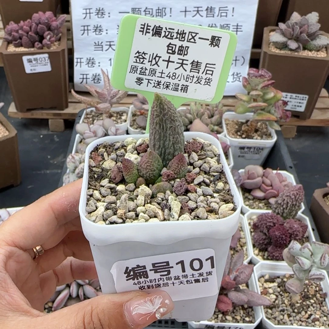 101般弱多肉植物