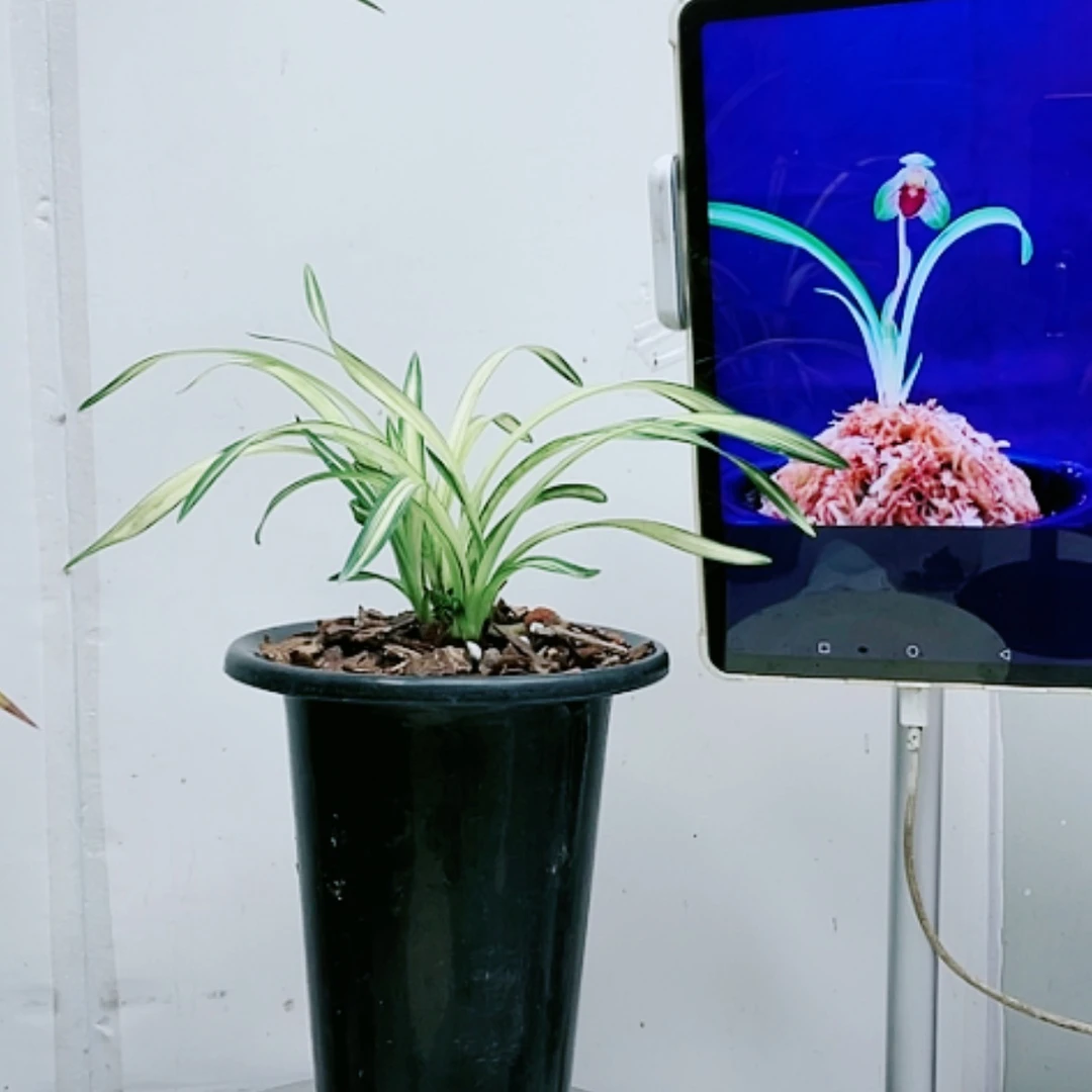 【闪购商品】当前无花朵，栽培后可花朵春兰