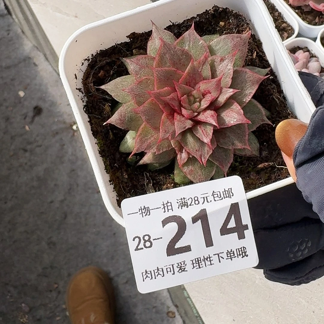 石化皮皮虾无盆土发货