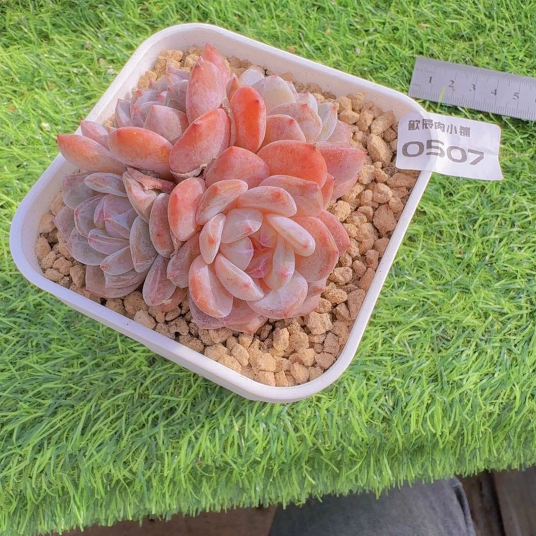 N****多肉植物石榴籽所0507